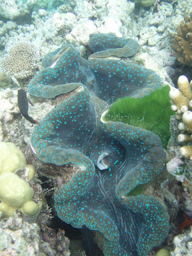 Giant Clam on the Great Barrier Reef